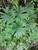 Syneilesis palmata