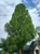 Metasequoia glyptostroboides