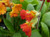 Primula veris 'Lord Alfred'