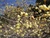 Chimonanthus praecox ex 'Luteus'