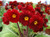 Primula Little Egypt mix