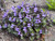 Viola labradorica hort.
