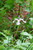 Inhabiting moist niches in the wild, the white form of Iris prismatica is ideal for the same in your garden