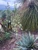 Yucca pallida ex Texas