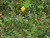 Aster patens