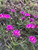 Vernonia acaulis