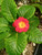 Primula vulgaris acaulis red