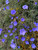 Linum narbonense