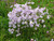 Dianthus superbus ssp. alpestris