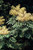 Aralia spinosa