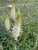 Phyteuma spicatum