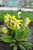 Primula veris ssp. macrocalyx