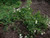 Clematis hexapetala 'Mongolian Snowflakes' is a long-blooming, non-climbing beauty