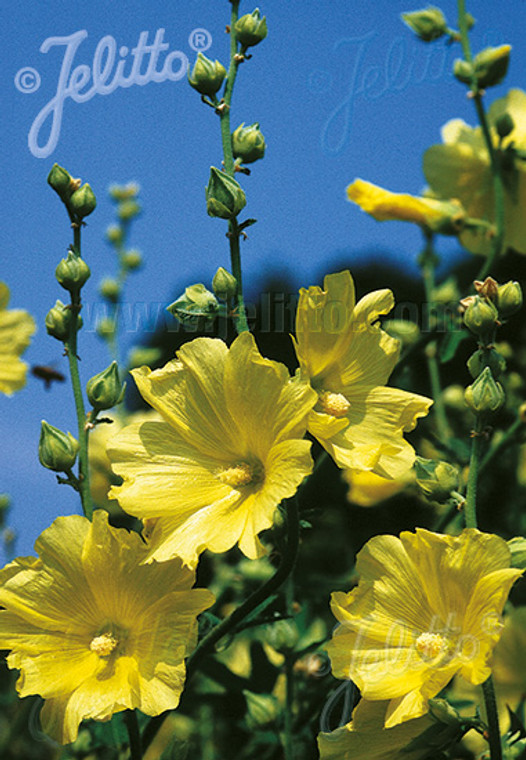 Alcea rugosa