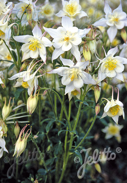 Aquilegia 'Crystal Star'