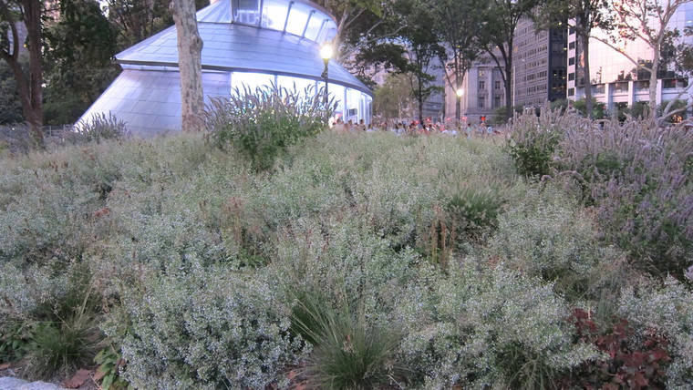 Calamintha nepeta