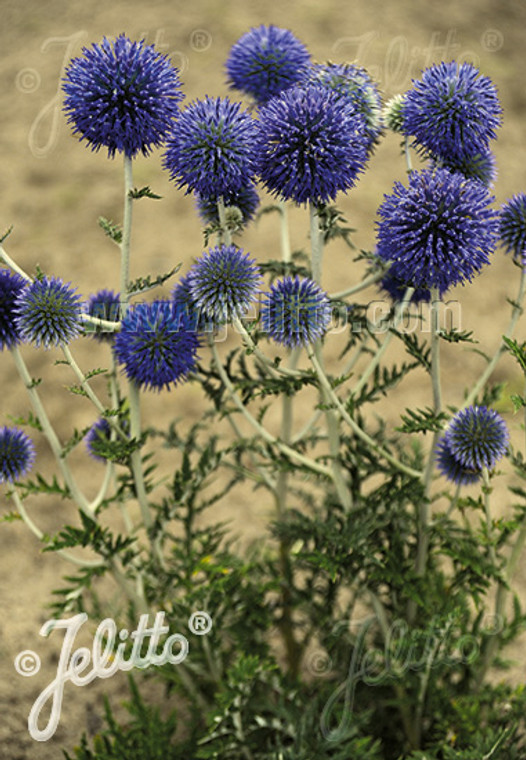 The outstanding Echinops 'Platinum Blue' is compact and colorful