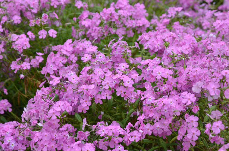 'Morris Berd' is a trouble-free phlox for moist sunny sites