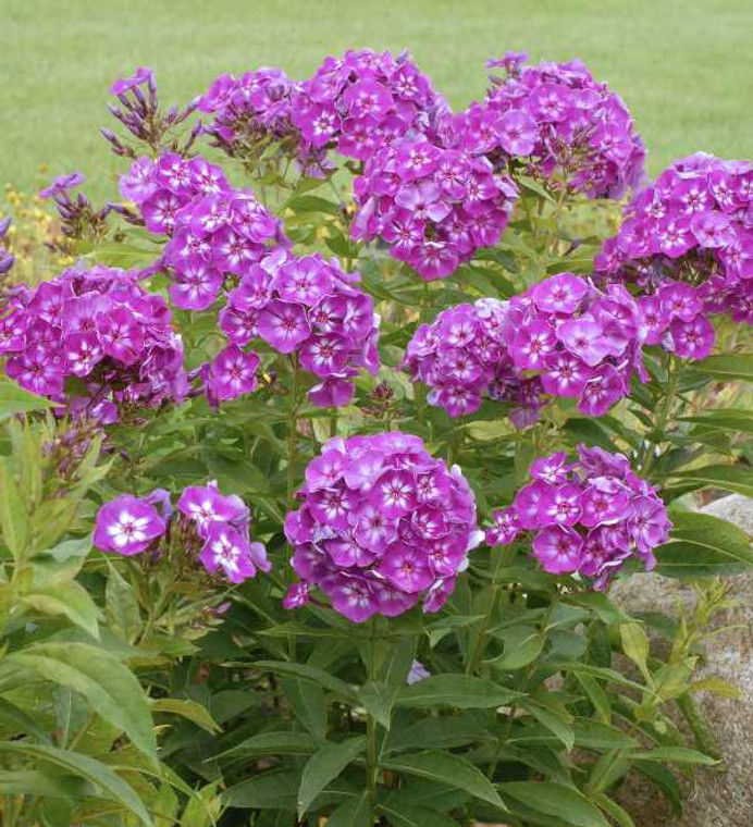 Richly hued flowers on compact, disease resistant plants make 'Laura' one of the best all-Phlox paniculata varieties