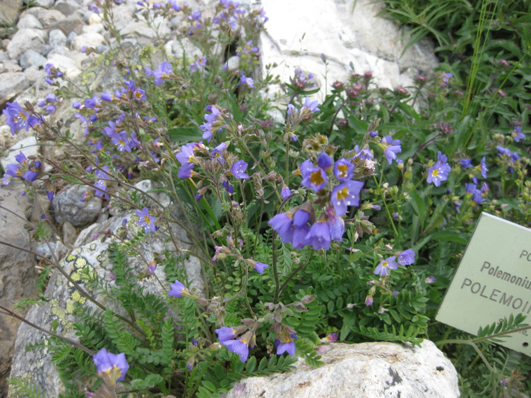 'Heavenly Habit' is a compact, long-blooming Polemonium with exceptionally handsome foliage