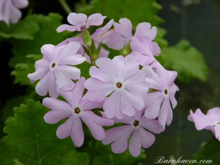 Smooth, silky, and pink pretty much sums up this comely strain of Primula sieboldii