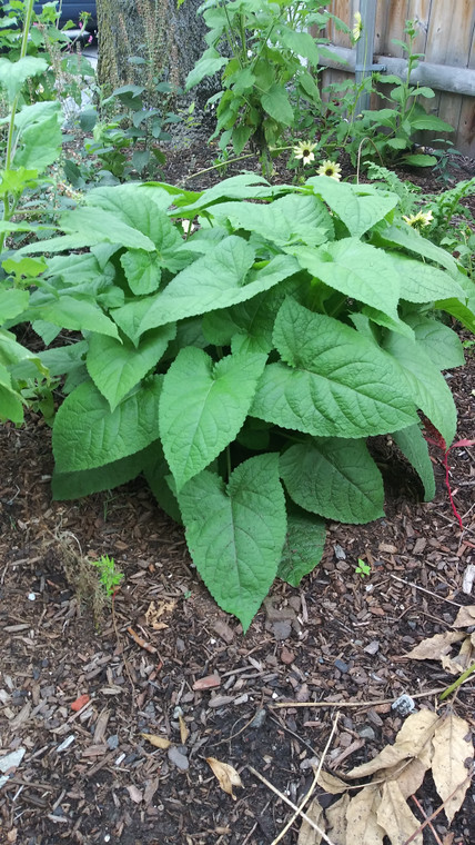 Salvia koyamae