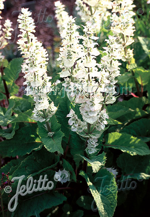 This regal white-flowered Salvia sclarea is 'Vatican White'