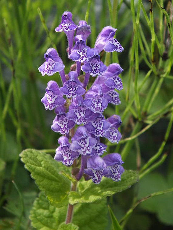 Scutellaria incana offers a bounty of blue summer blooms