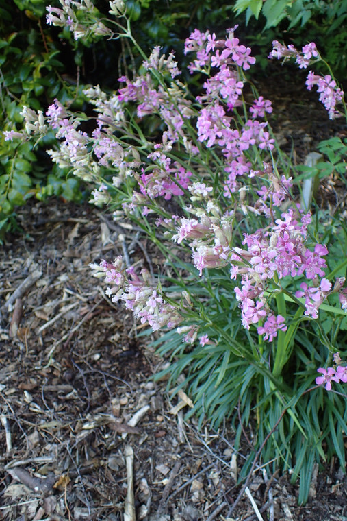 The sprightly spring flowers of Lychnis yunnanensis are a great fit for informal borders