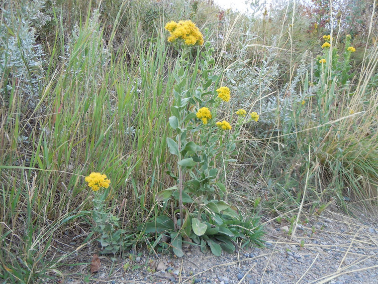 A trouble-free, well-behaved perennial with attractive foliage and dense heads of cheerful yellow flowers in late summer, Solidago rigida has it all