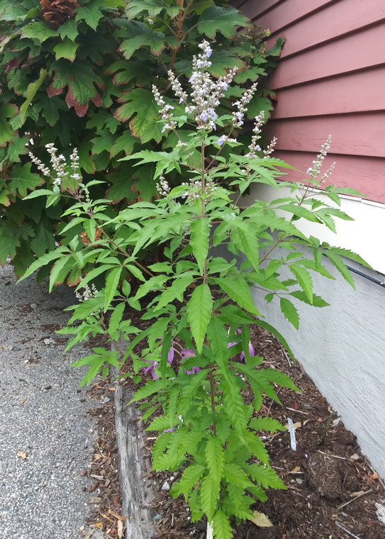 Vitex negundo var. heterophylla seems to like the hellstrip in front of our store in Providence