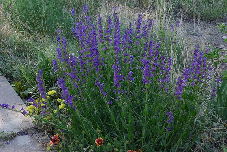 Penstemon strictus brings the western look to eastern gardens