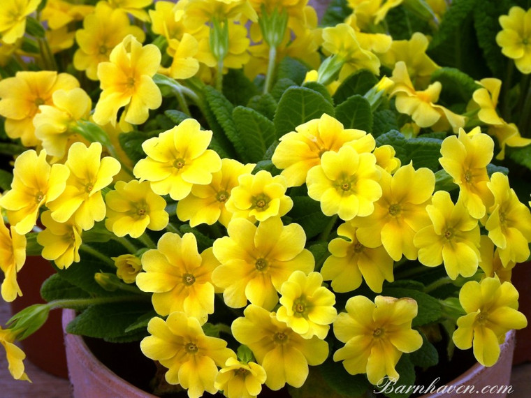 Primula 'Barnhaven Gpld' brings sunshine to even the dullest spring day