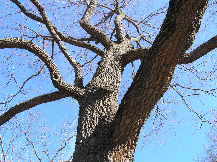 Diospyros virginiana is a picturesque native tree