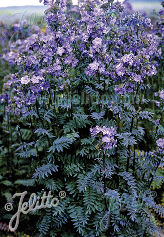 The maroon-flushed foliage of Polemonium yezoense 'Purple Rain' fades to green as the blue flowers open