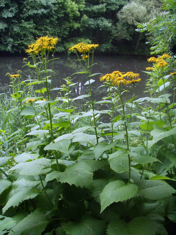 "Bold and beautiful" aptly describes Telekia speciosa