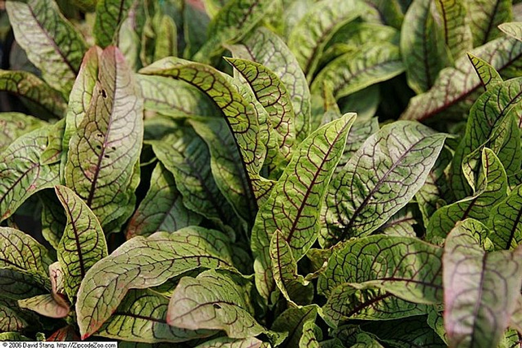 Rumex sanguineus is a sorrel you'll love viewing as well as eating