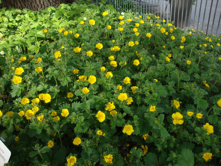 Potentilla megalantha