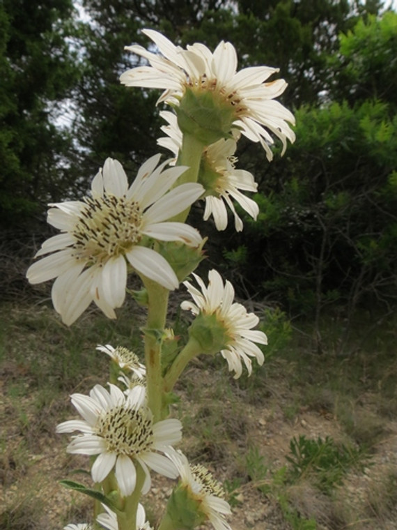 Silphium albiflorum