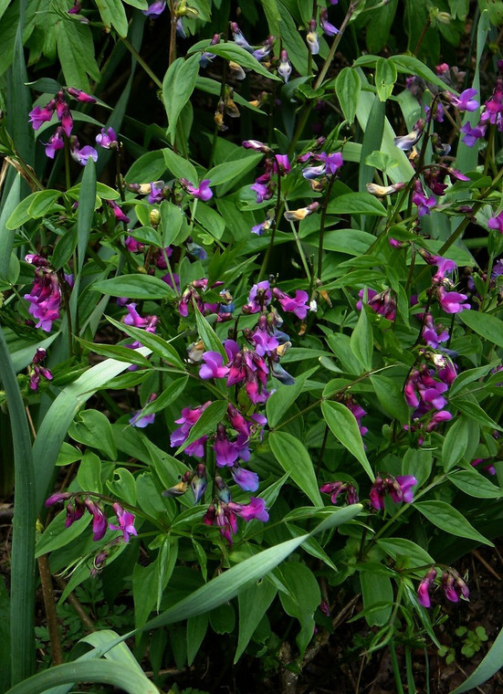 Lathyrus vernus