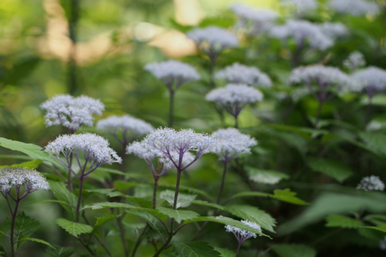 Hydrangea hirta