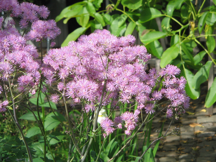 Thalictrum aquilegifolium