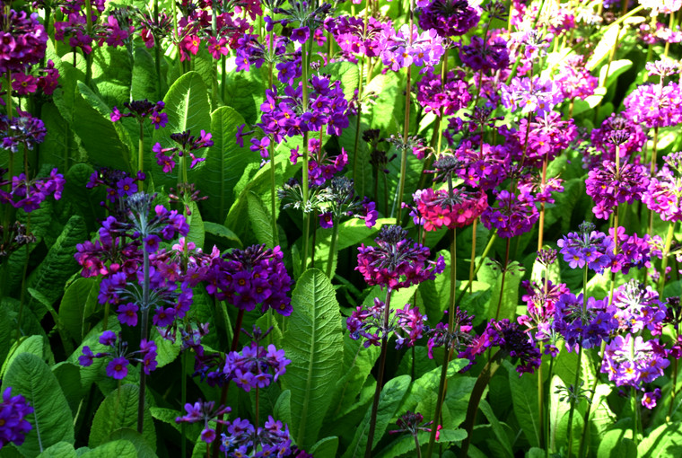 Primula beesiana