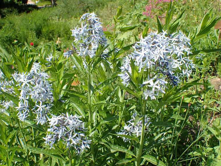 Amsonia orientalis