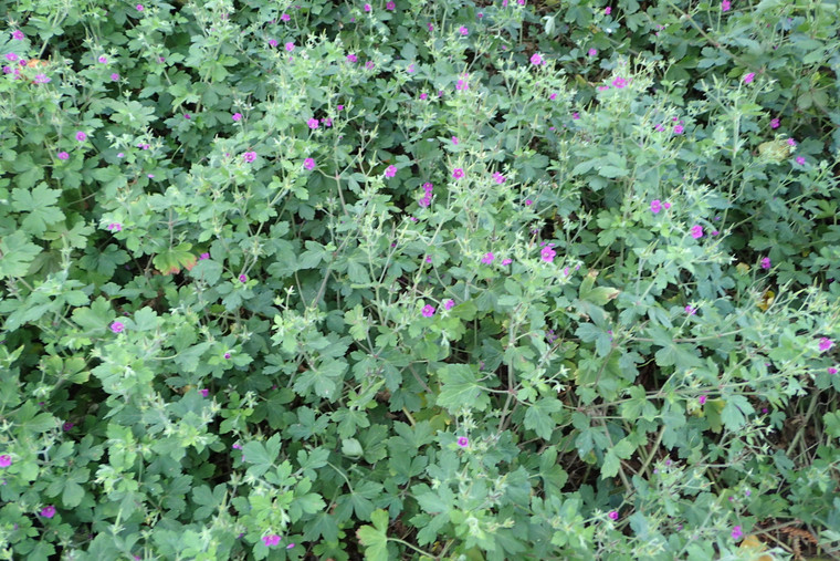 Geranium yoshinoi hort.