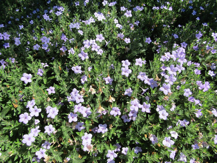 Ruellia humilis