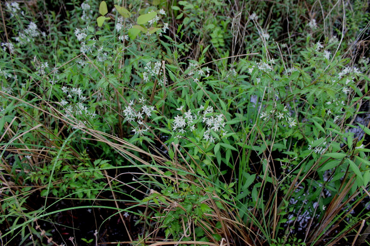 Amsonia rigida bears starry blue flowers in late spring