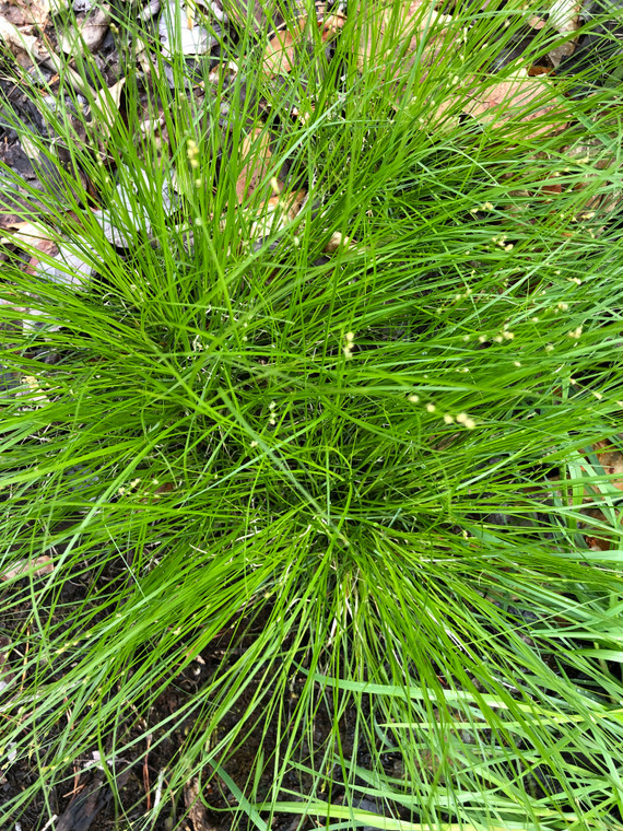 Carex rosea is a fine-textured small sedge for shady sites