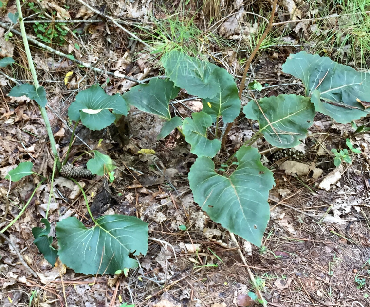 Silphiuim compositum ssp. reniforme is outstanding in leaf as well as in flower