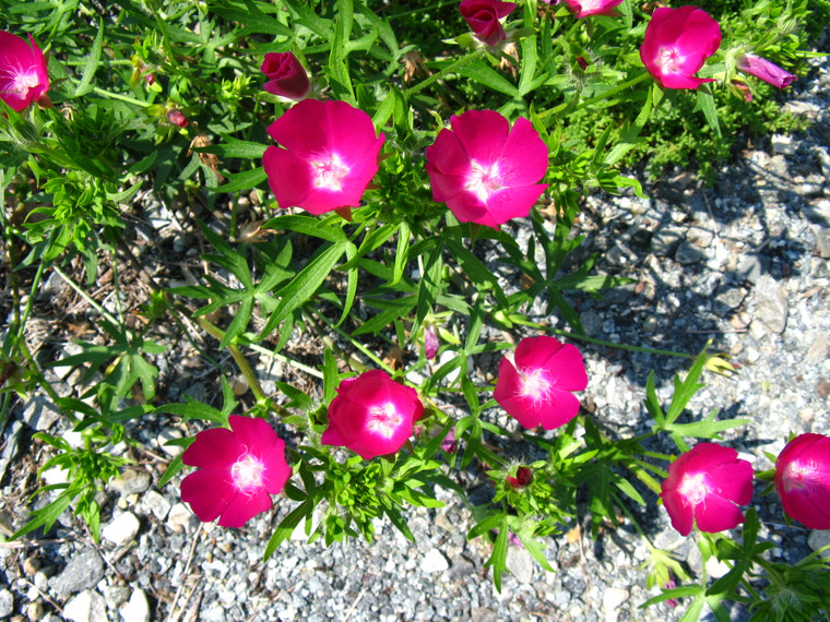 Callirhoe involucrata produces glowing rose-purple flowers